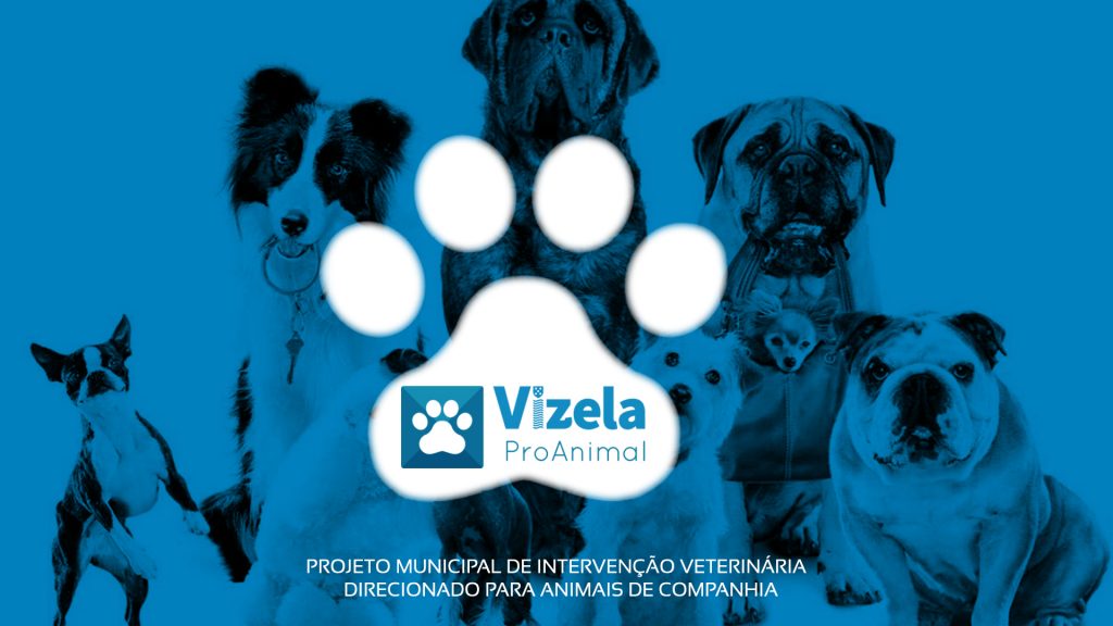 Aprovada candidatura para campanha de apoio à esterilização de cães e gatos